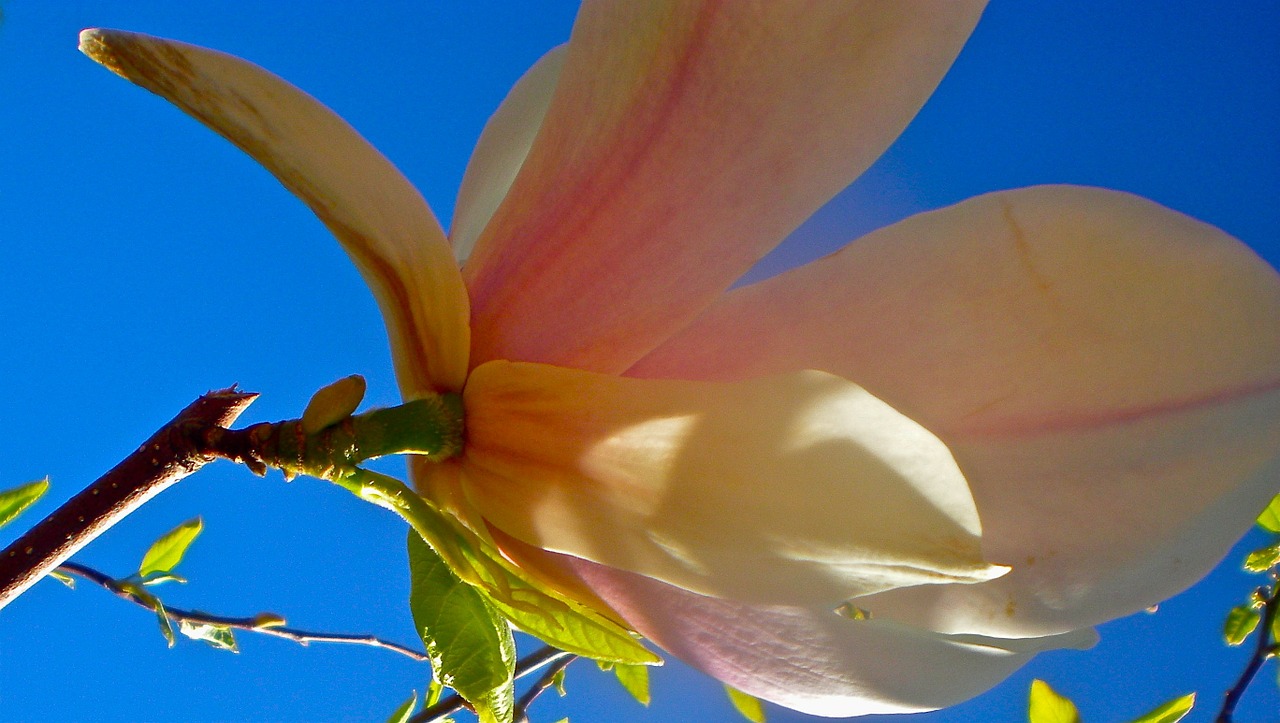 flower magnolia blue free photo