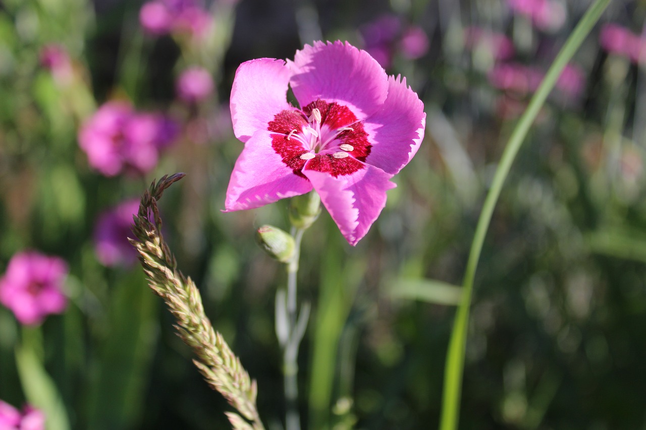 flower garden nature free photo