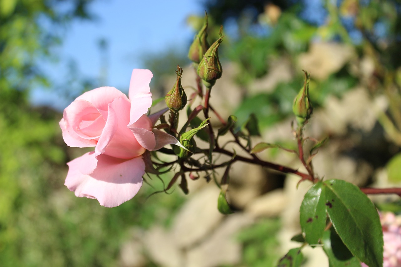 flower garden nature free photo