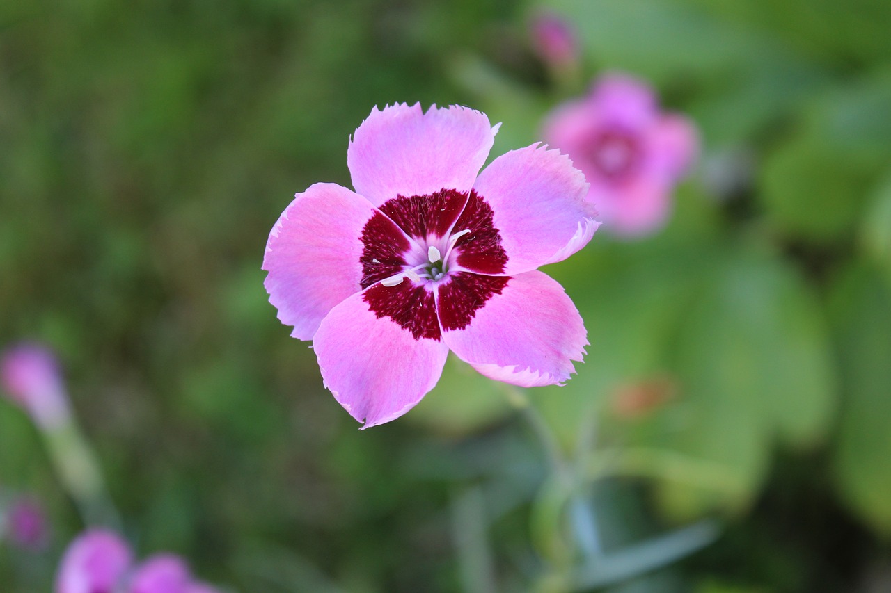 flower garden nature free photo