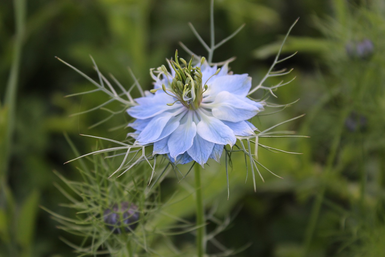 flower garden nature free photo