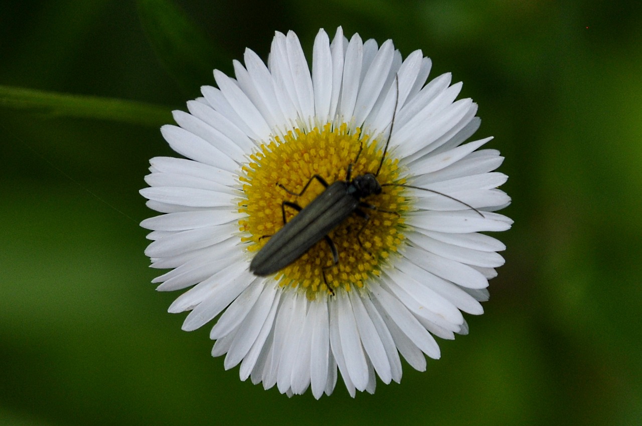 flower insect macro free photo