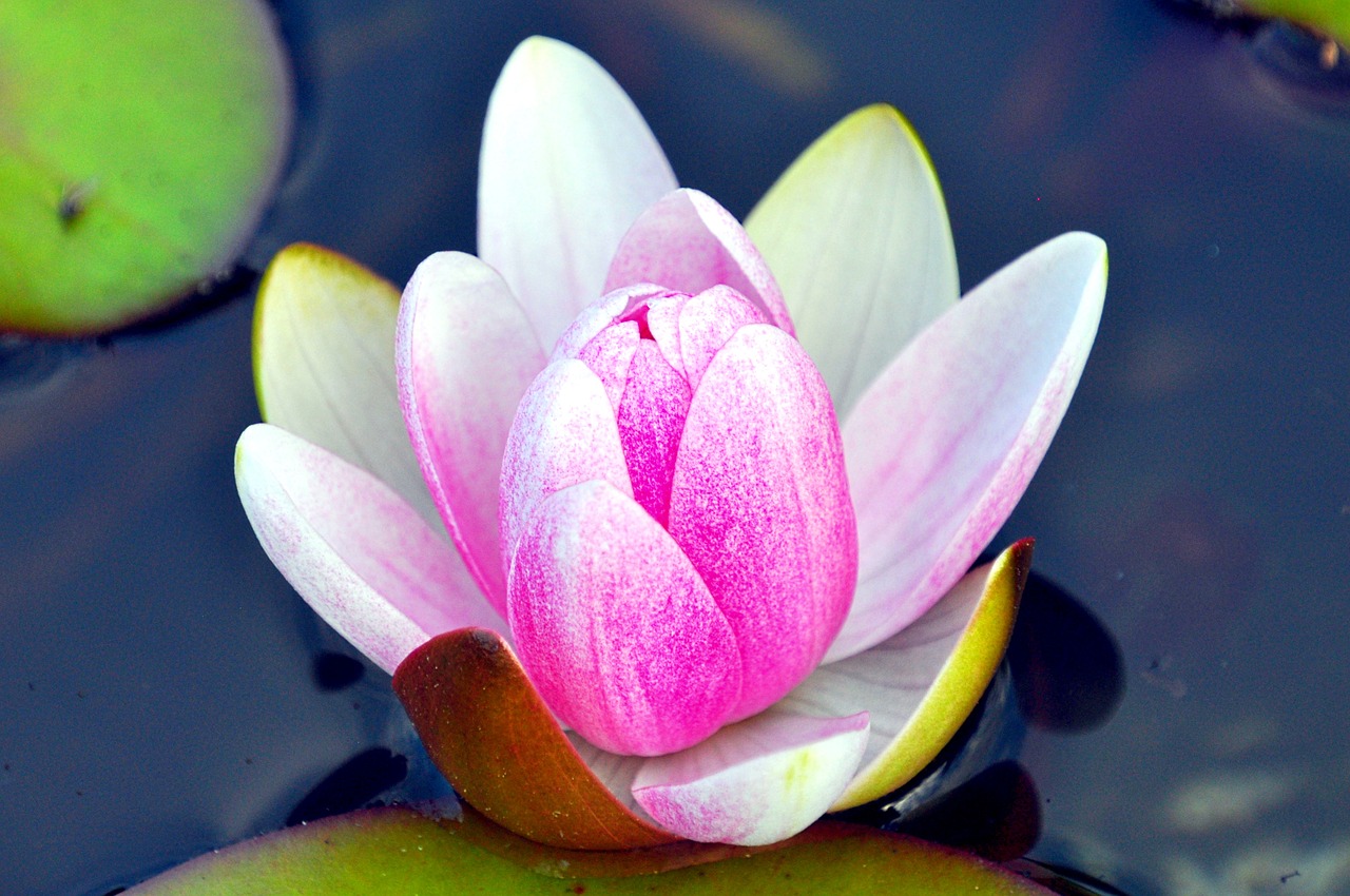 flower water pond free photo