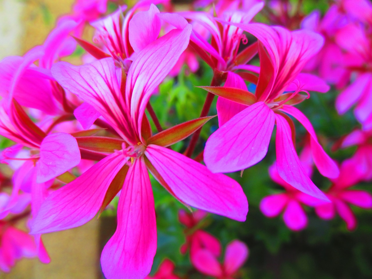 flower pink flower summer free photo