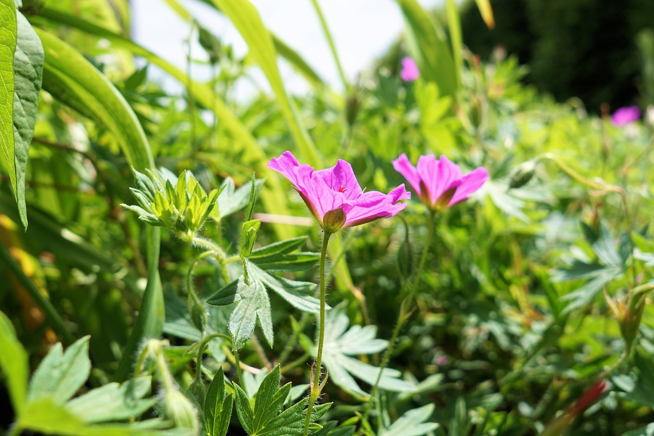 flower grass nature free photo