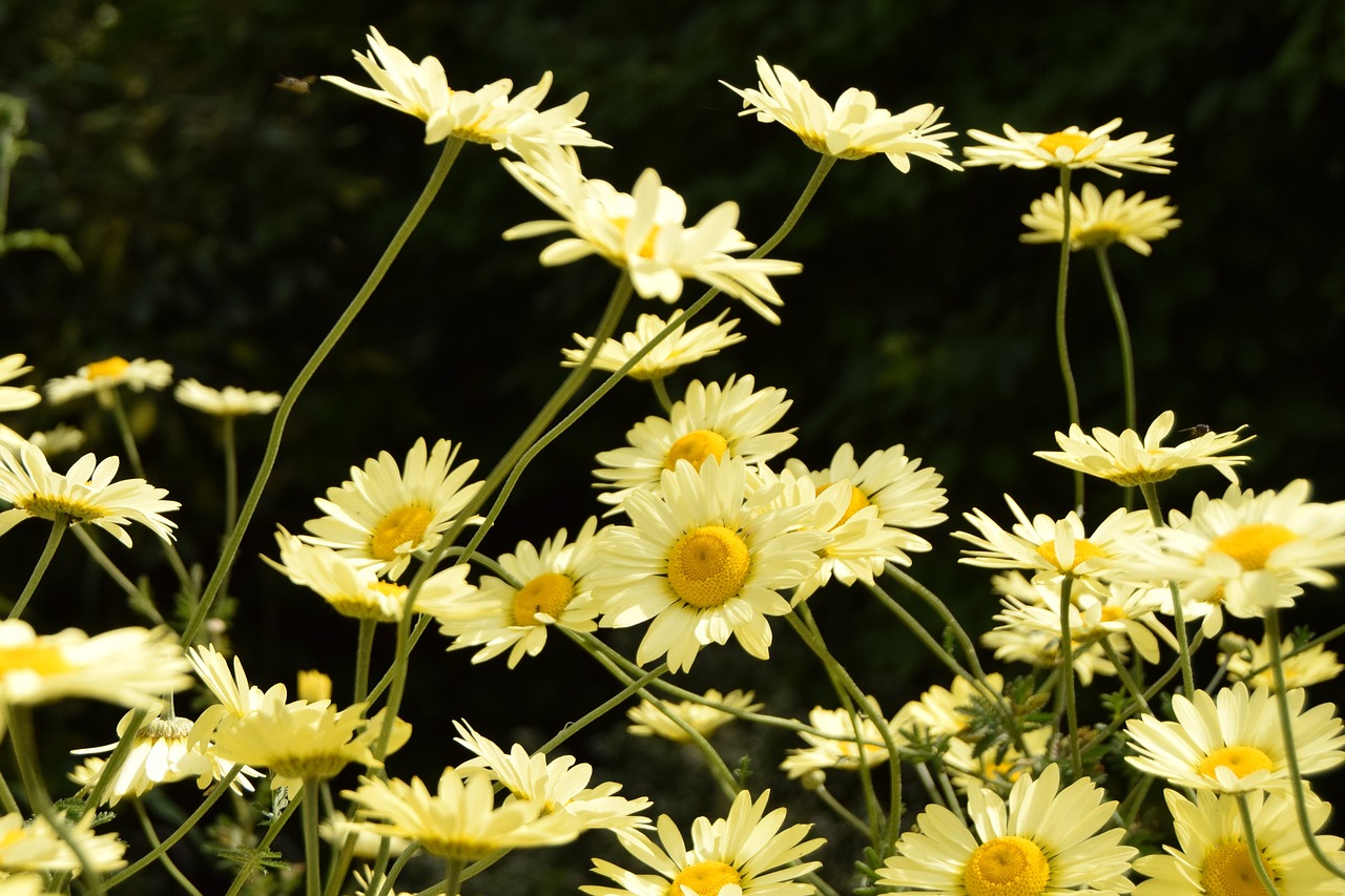 flower plants nature free photo