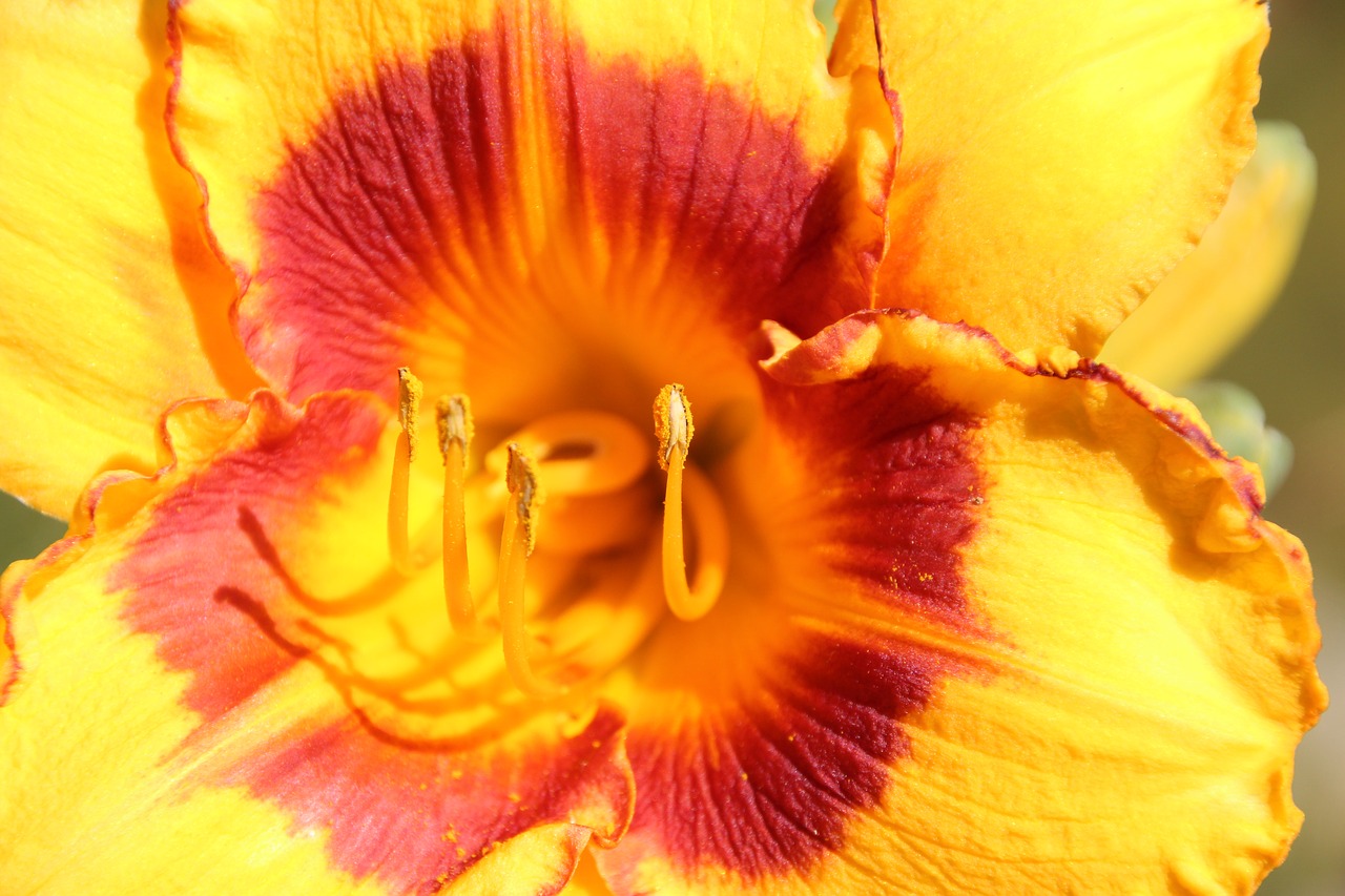 flower pollen pistil free photo