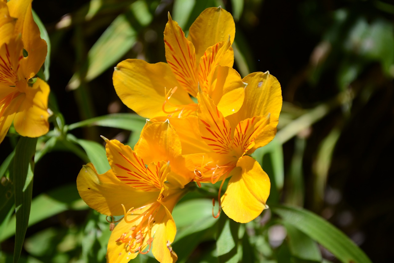 flower yellow green free photo