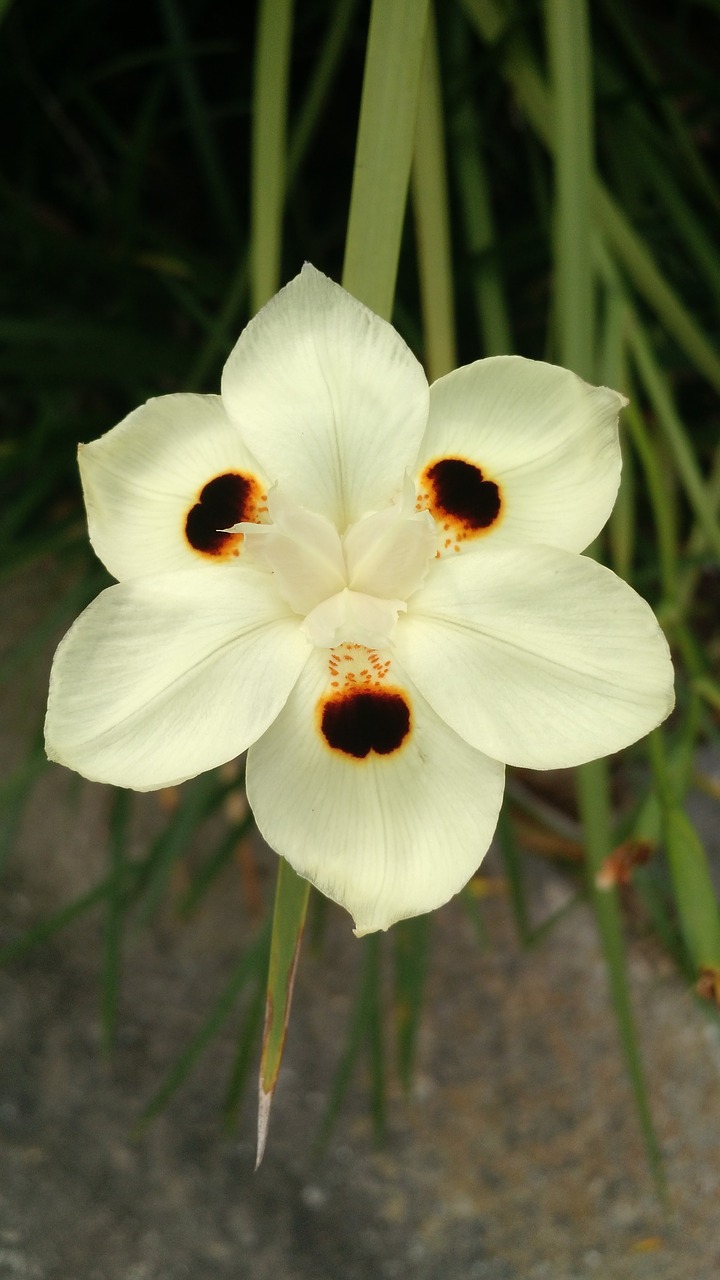 flower yellow floral free photo