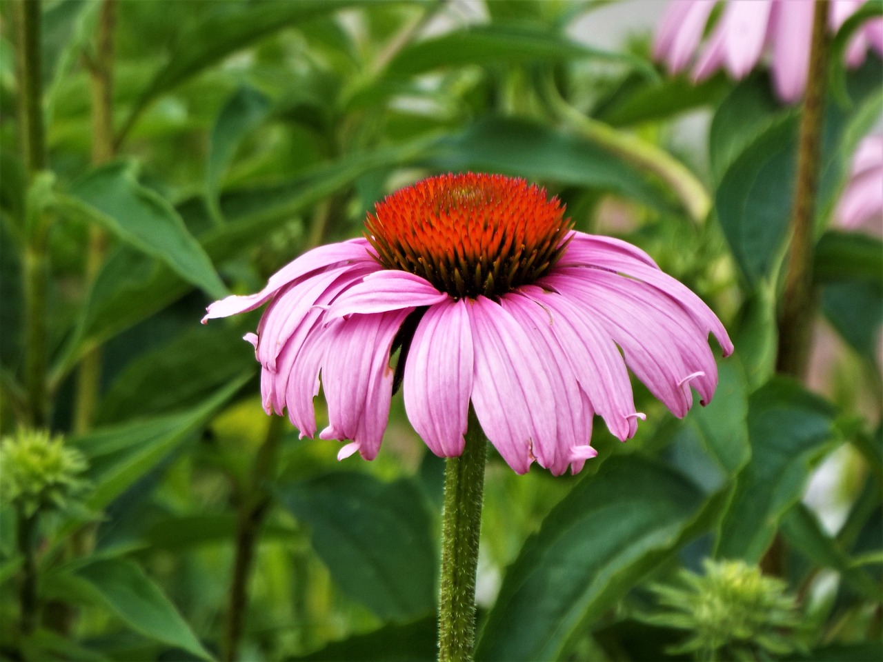 flower garden nature free photo