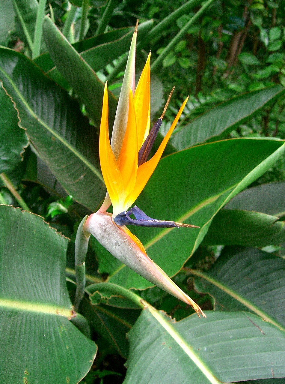 flower bird of paradise tropical free photo