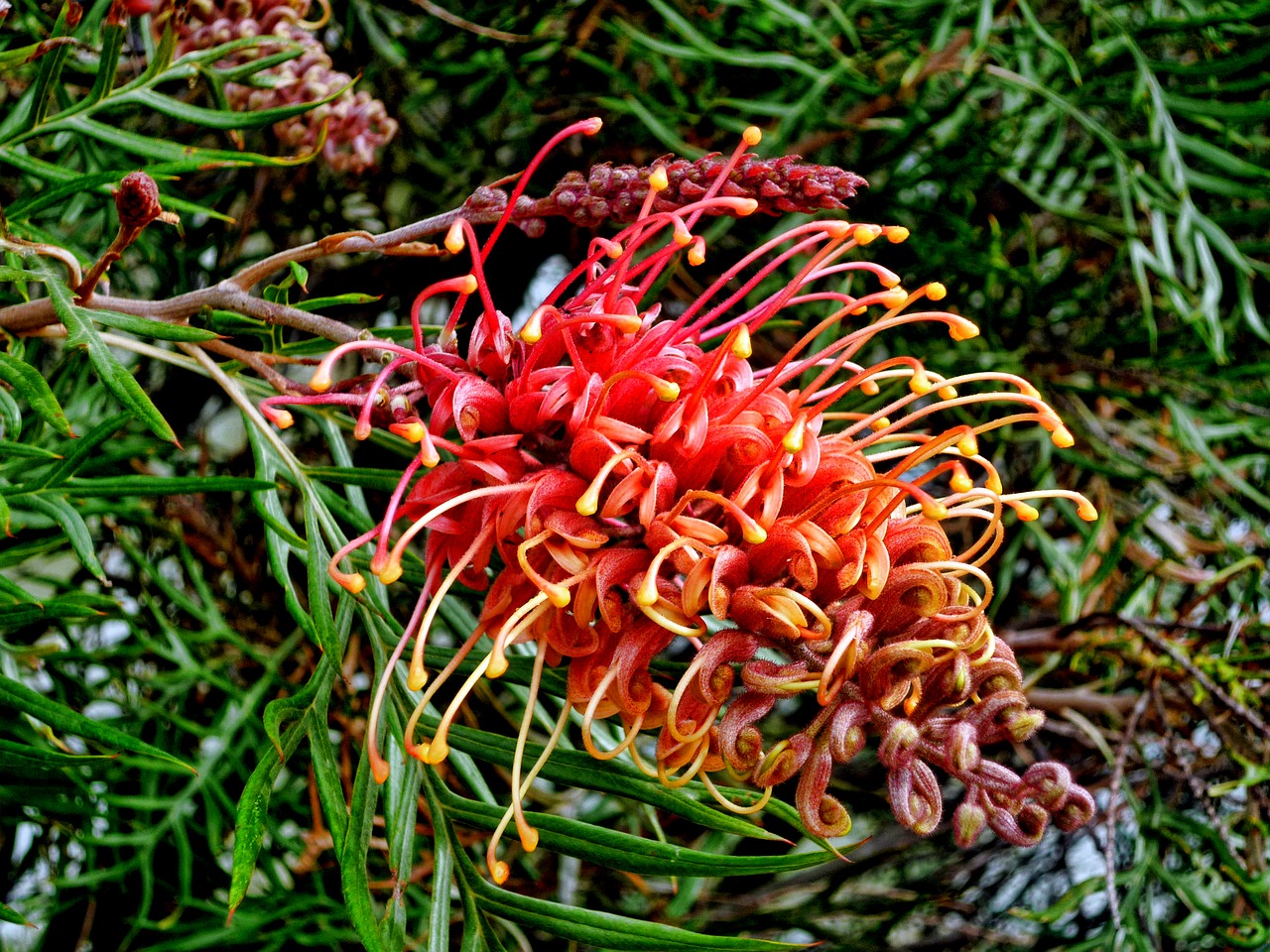 flower floral red and yellow flower free photo