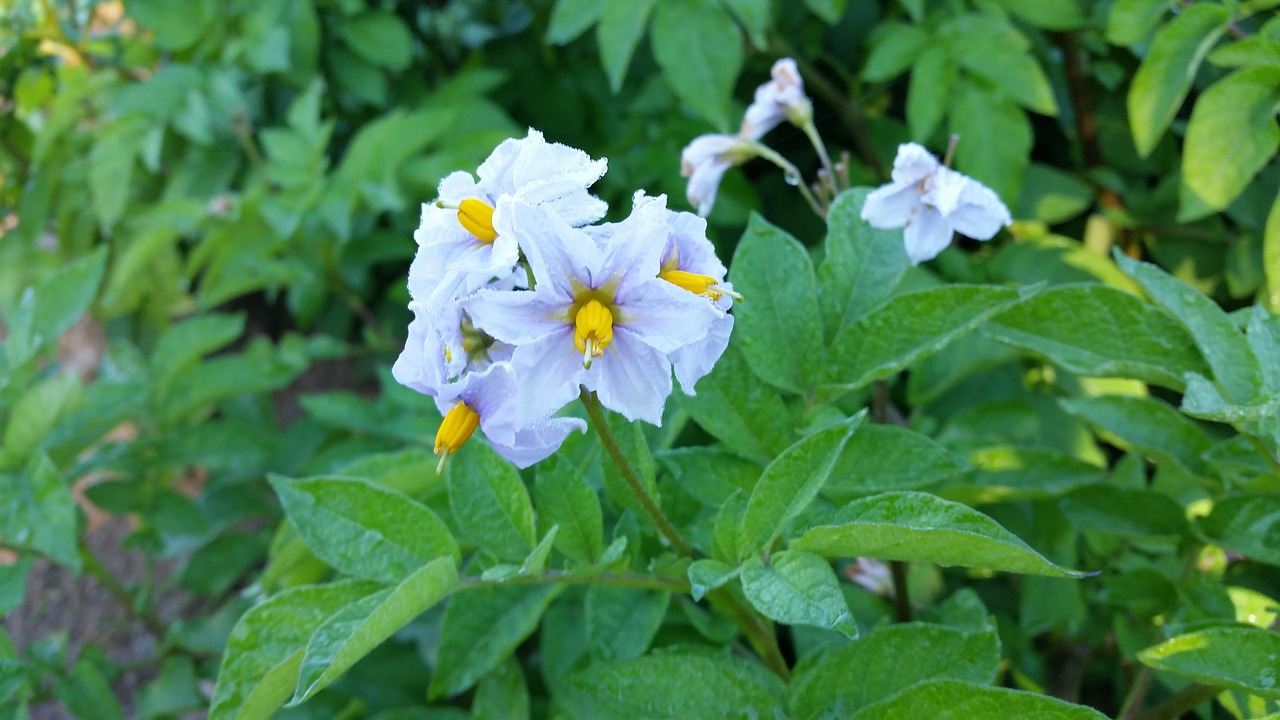 flower potato agriculture free photo