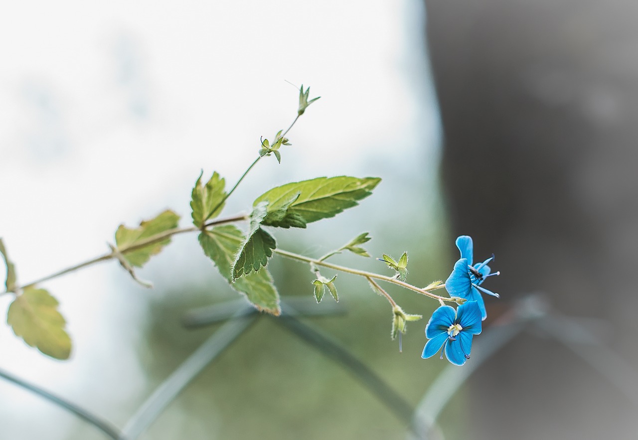 flower blue summer free photo