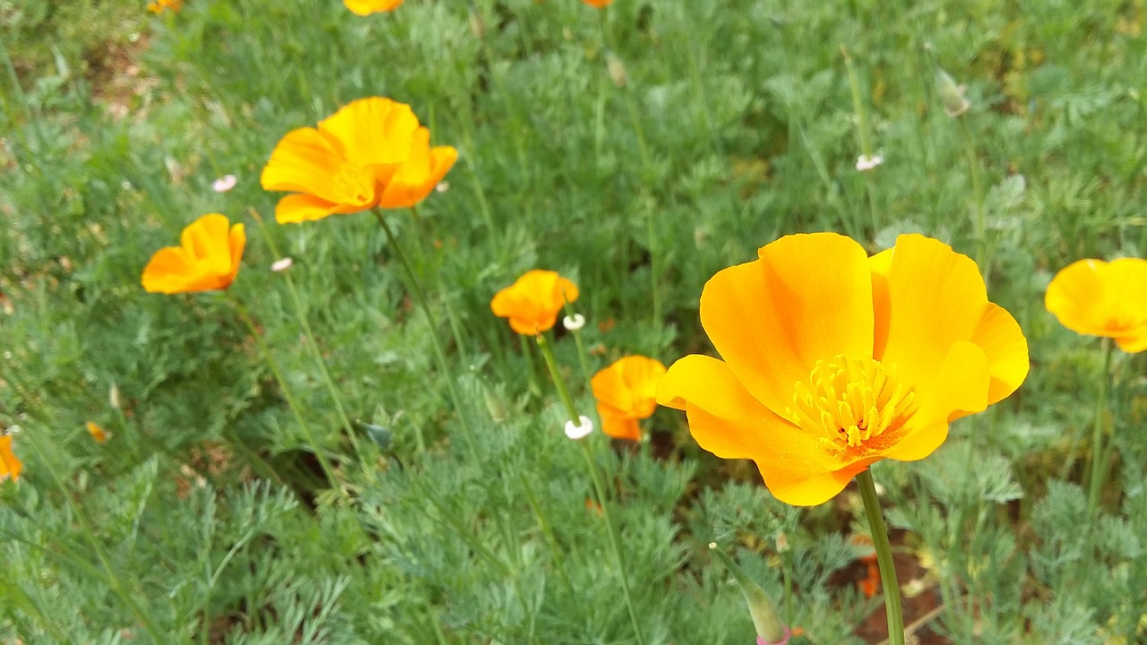 flower wild flower yellow free photo