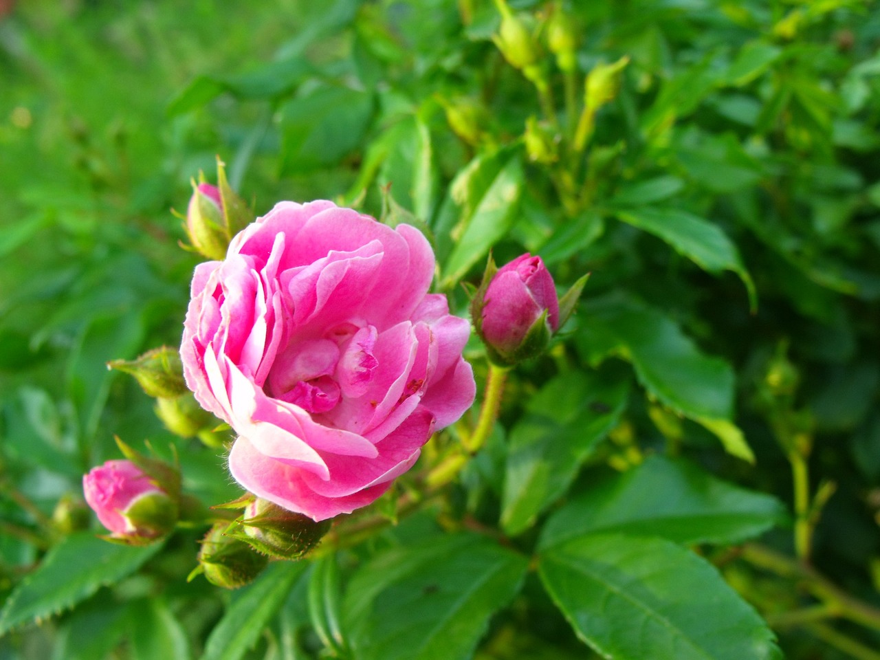 flower rose bud free photo