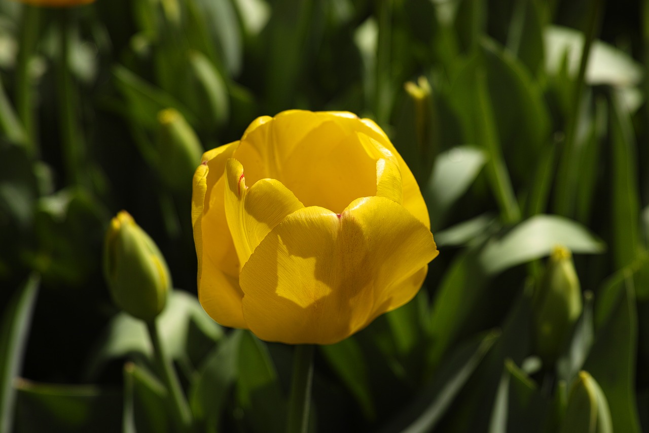 flower tulips flower picture free photo