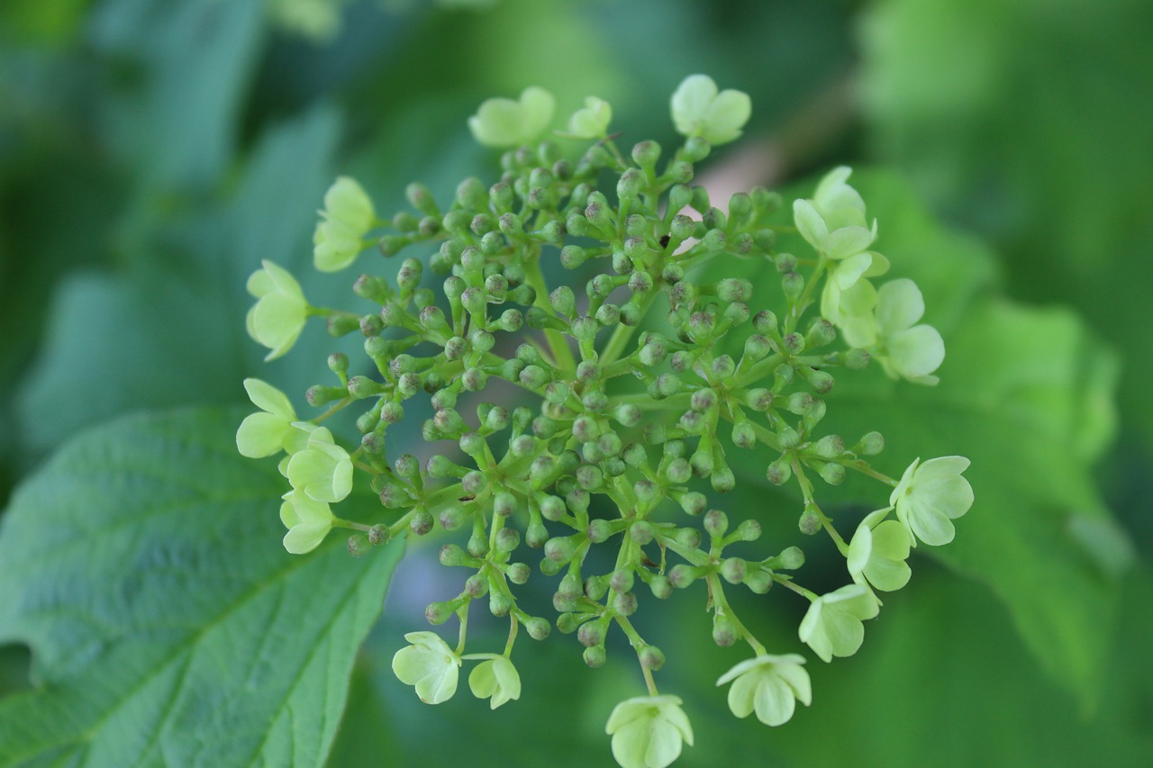 flower green plant free photo