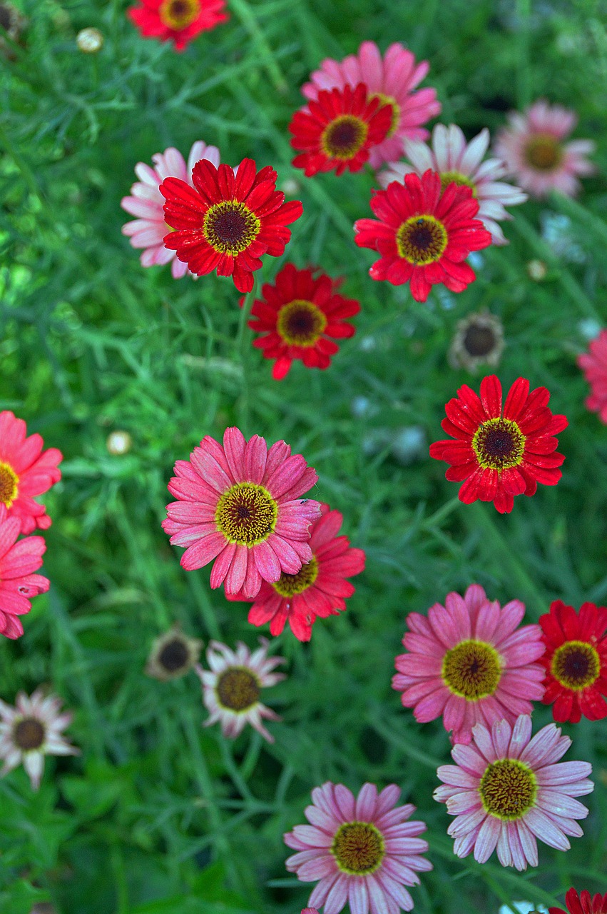 flower petal summer flower free photo