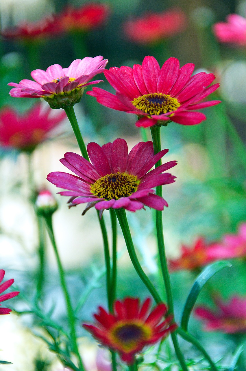 flower summer flower pink free photo