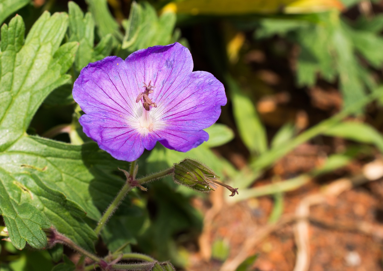 flower blossom bloom free photo