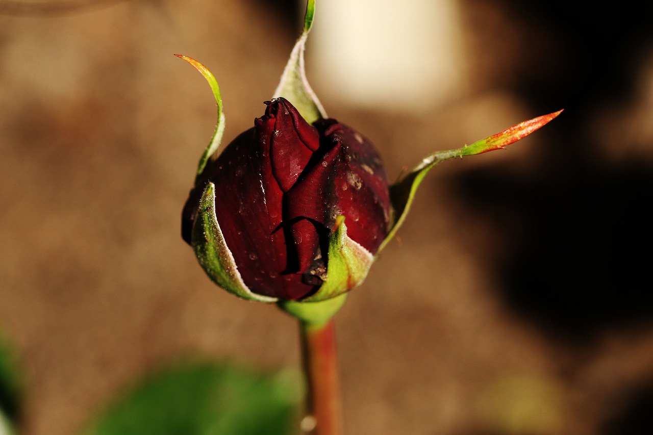 flower garden bud free photo