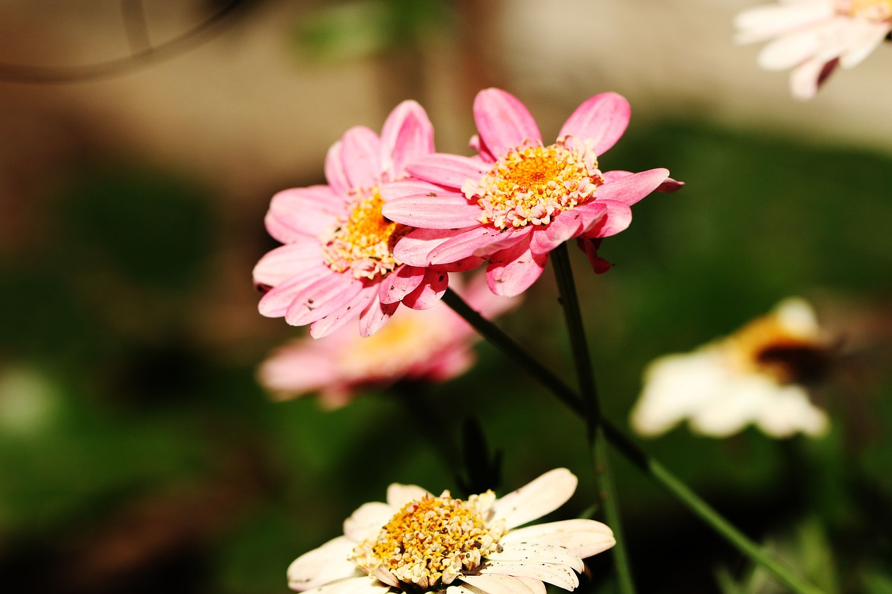 flower garden summer flower free photo