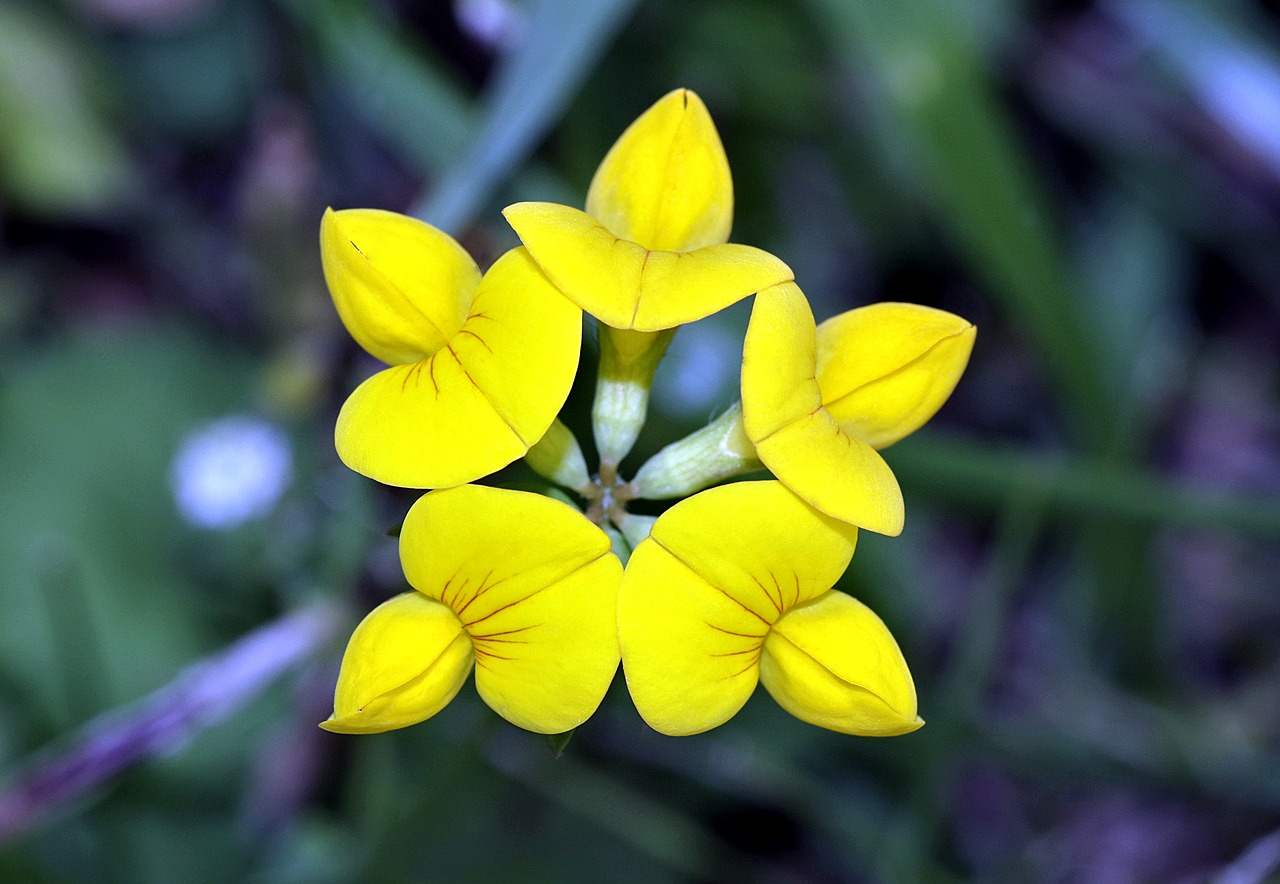 flower yellow pięciobok free photo