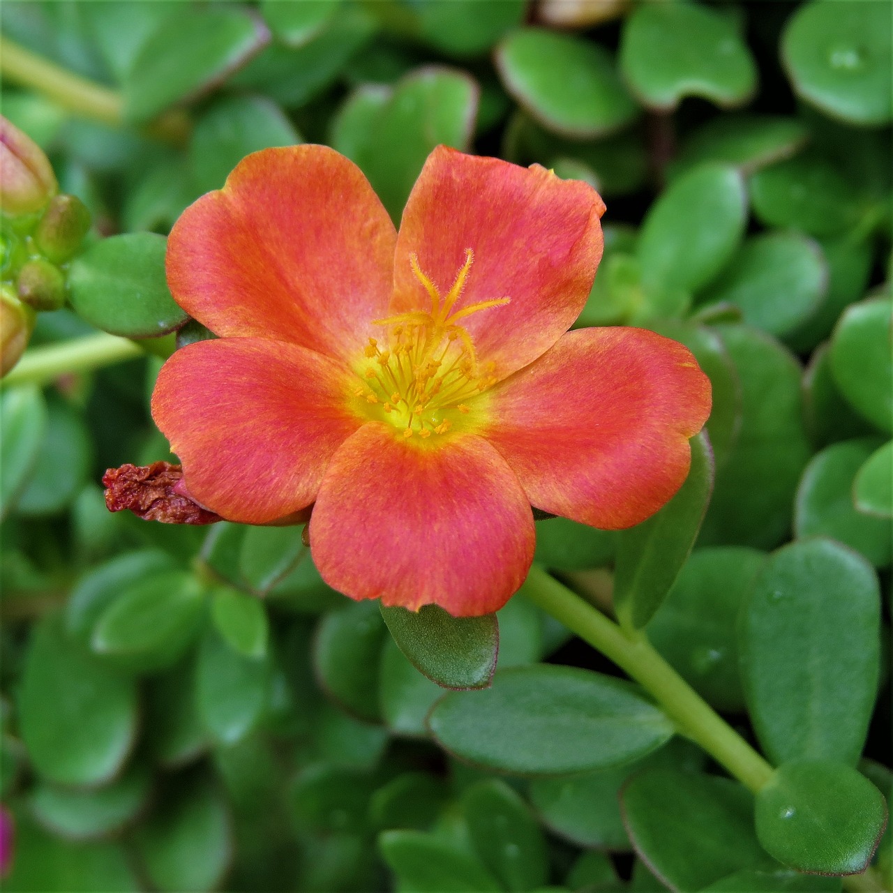 flower yellow rust free photo