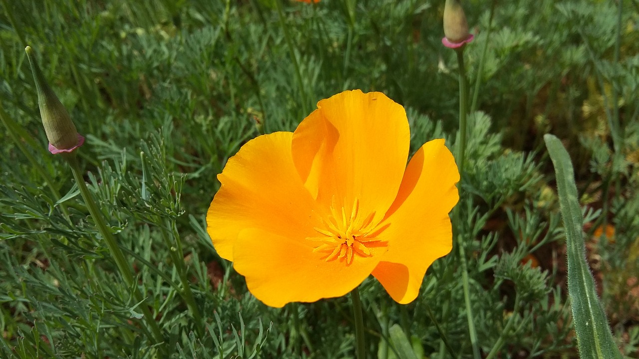 flower yellow wild flower free photo