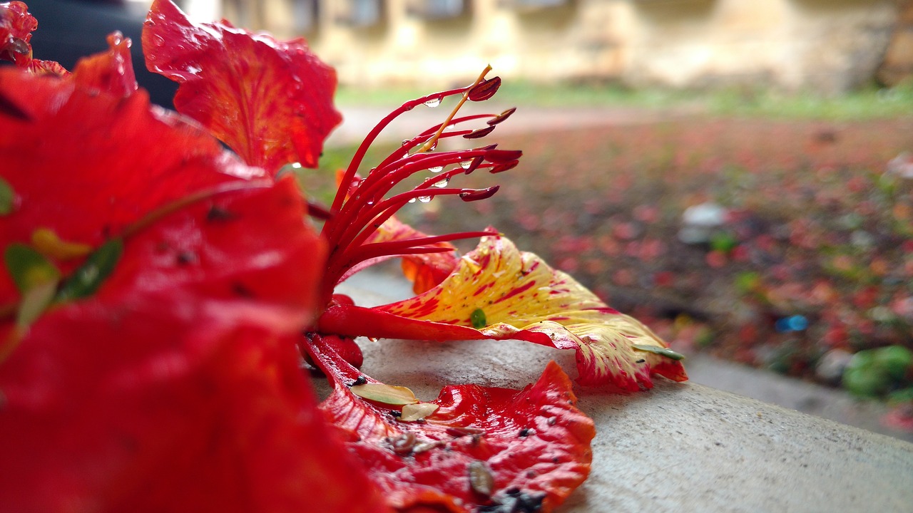 flower grass red free photo