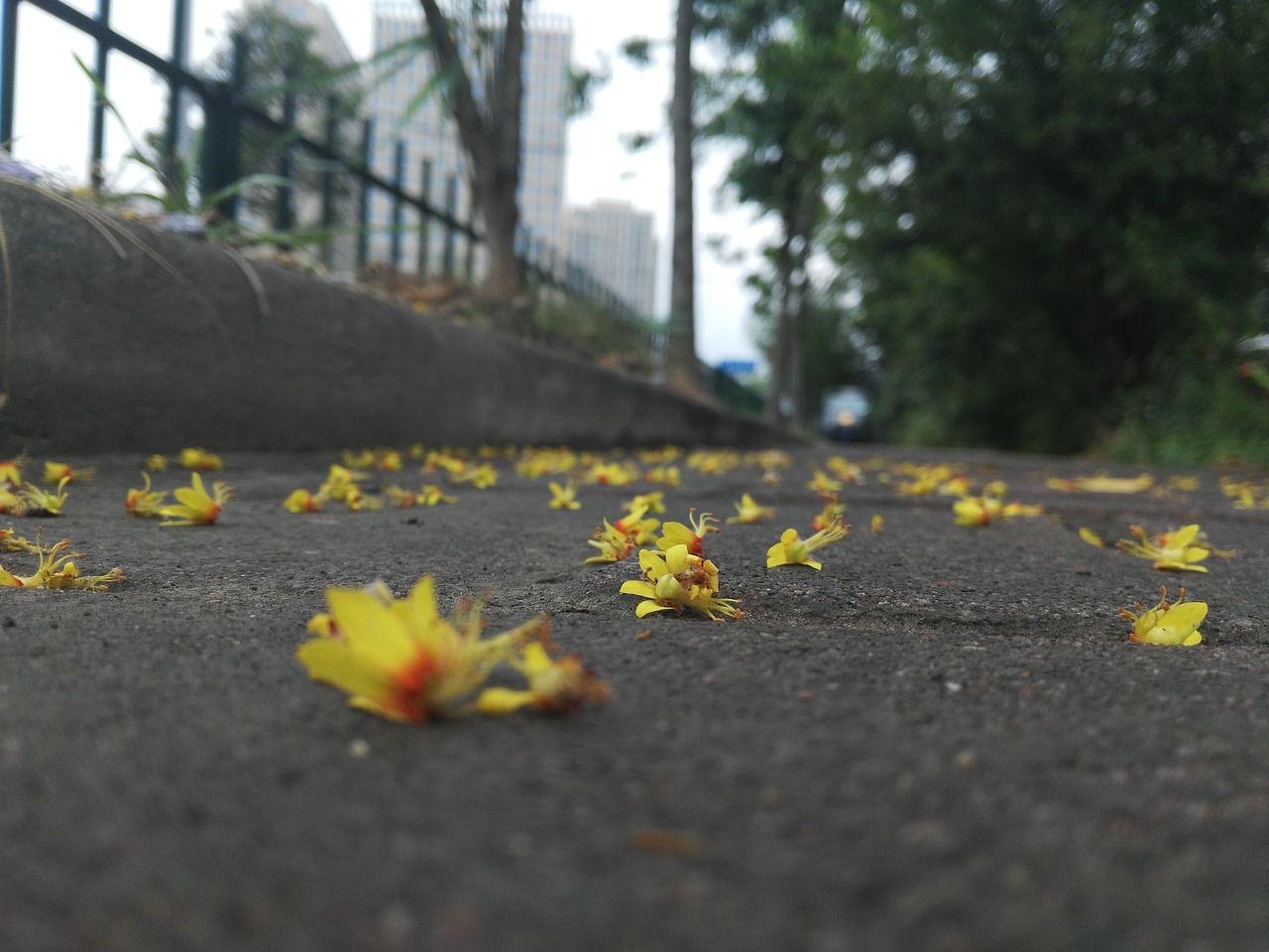 flower fallen flowers shame the spring free photo