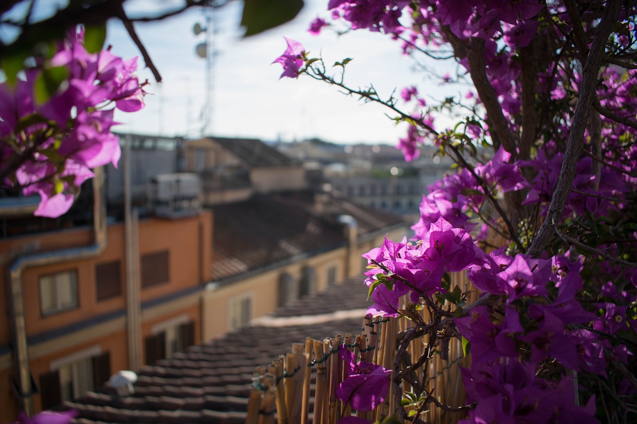 flower rooftop italy free photo