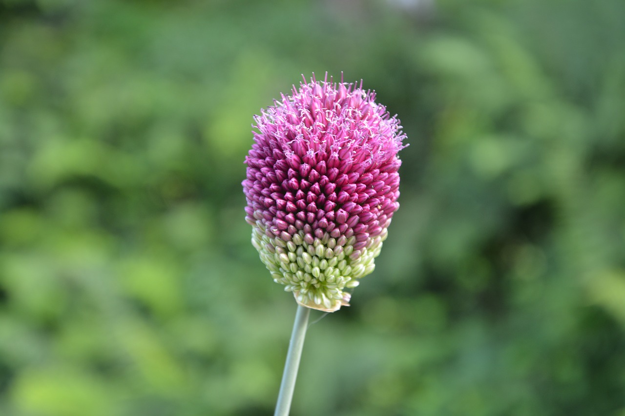 flower pink green free photo