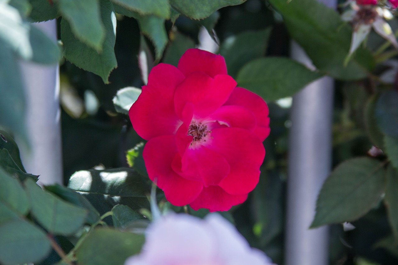 flower red plant free photo