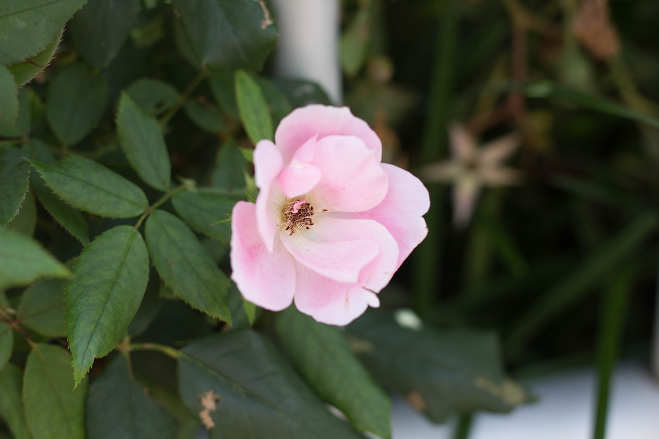 flower plant pink free photo