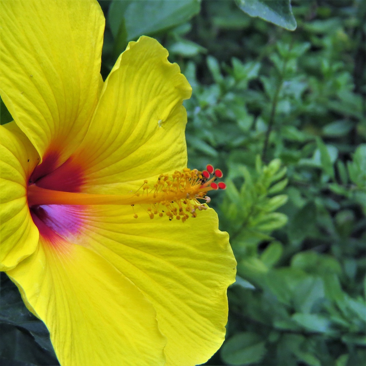 flower yellow pink free photo