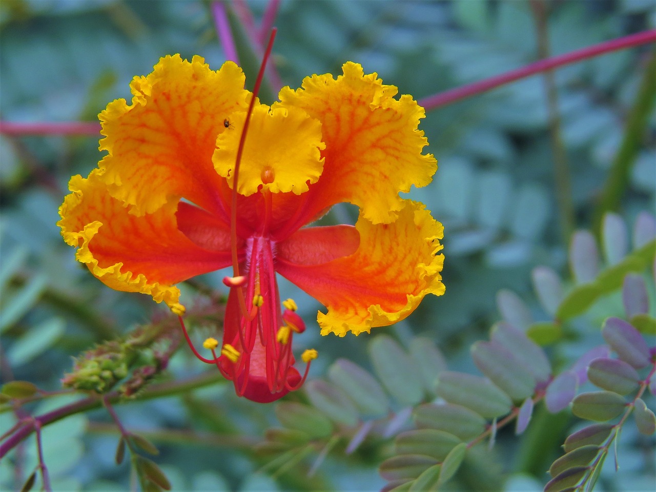 flower orange yellow free photo