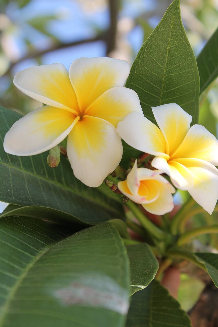 flower mediteran yellow free photo