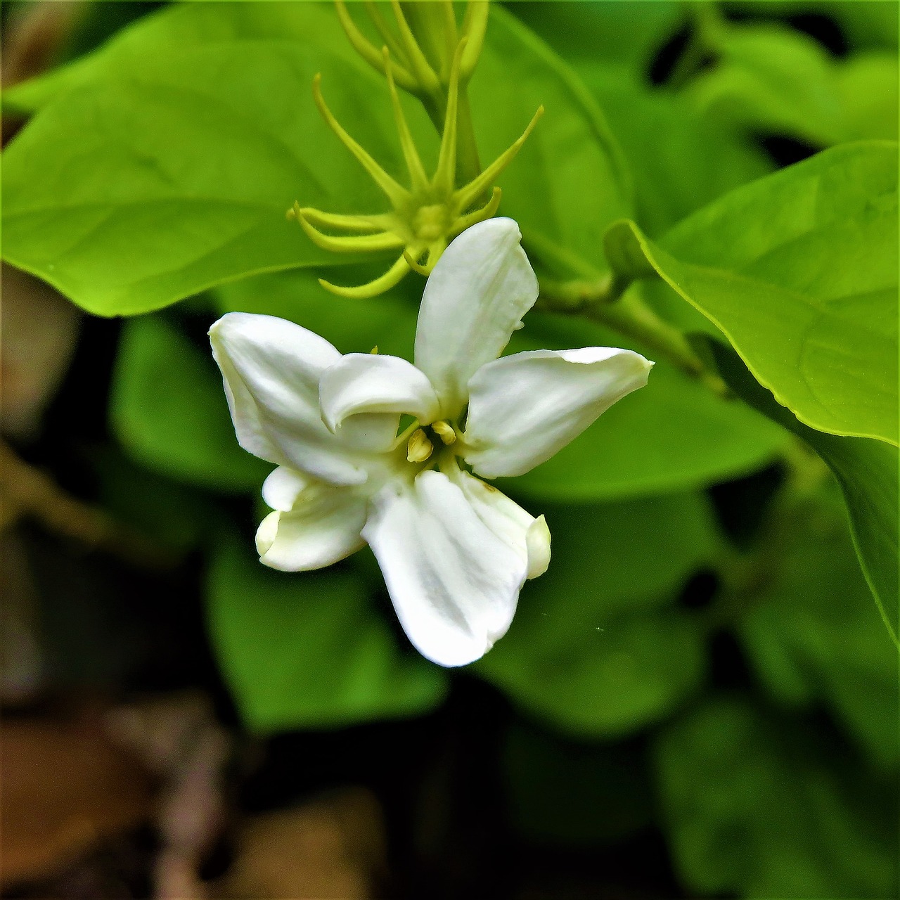 flower white green vine free photo