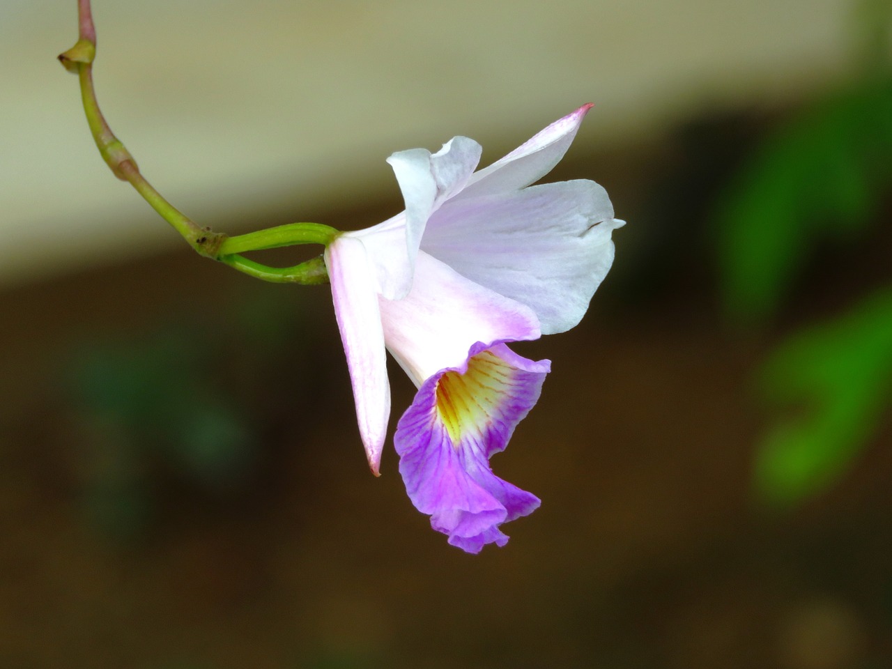 flower white pink free photo