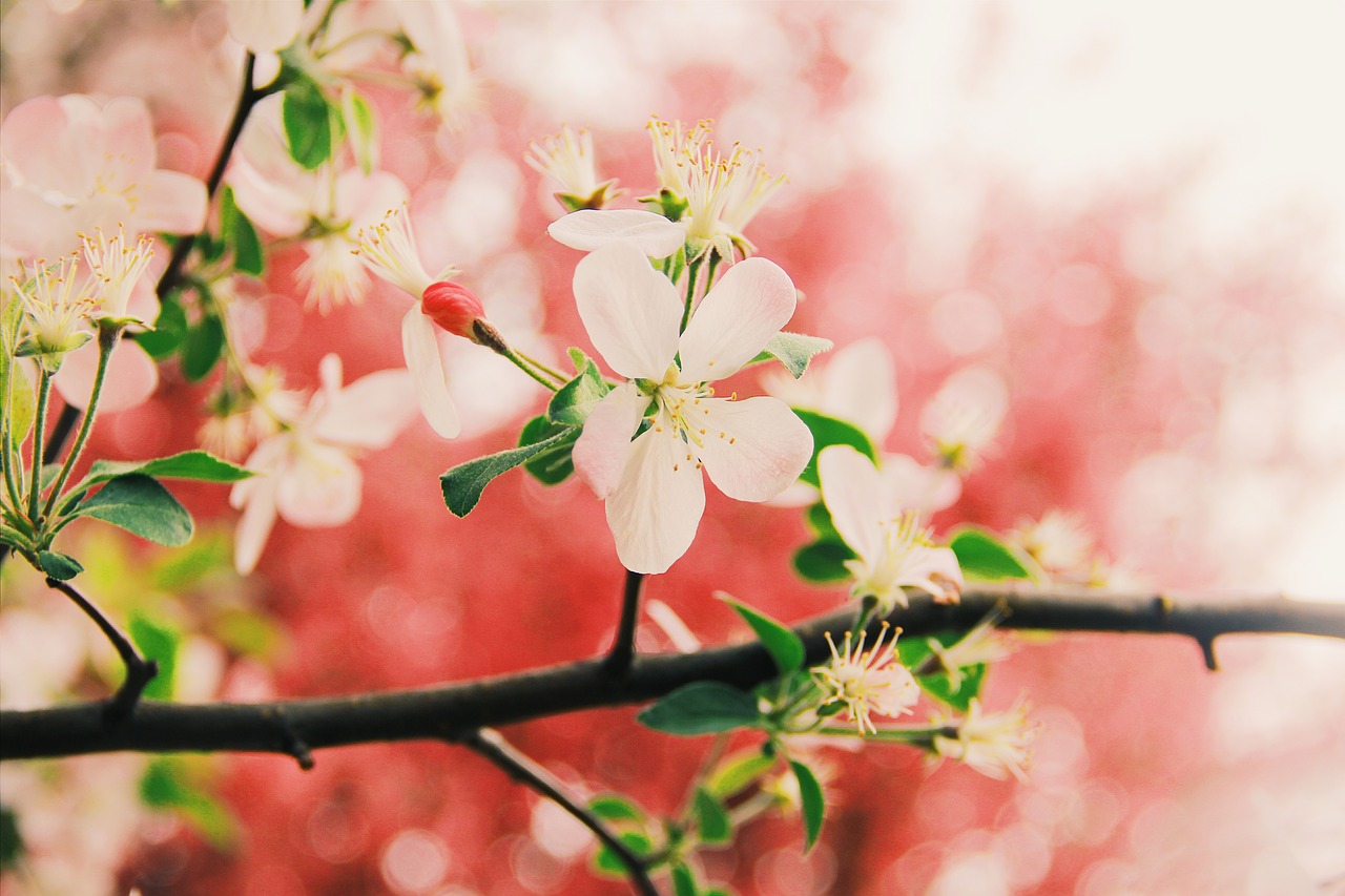 flower close-range photogrammetry spring free photo