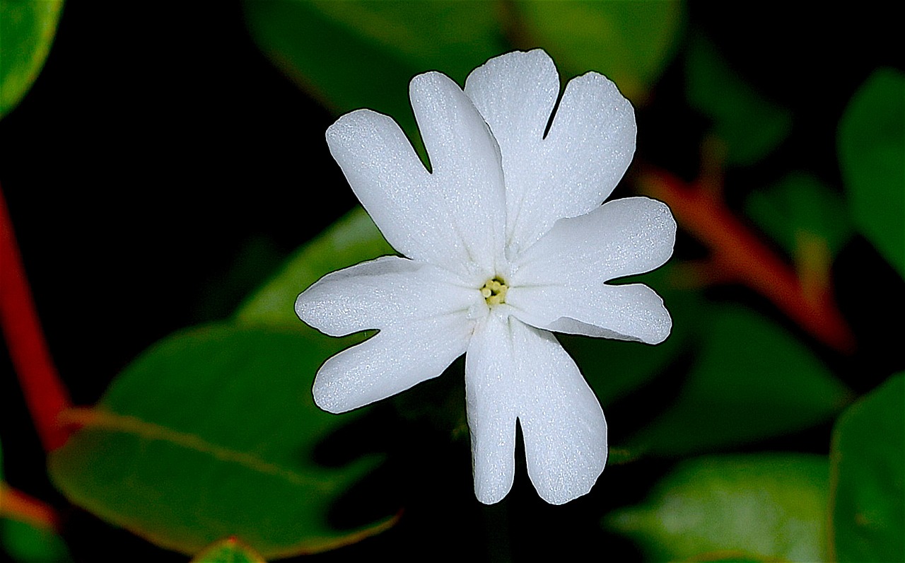 flower white blooming free photo