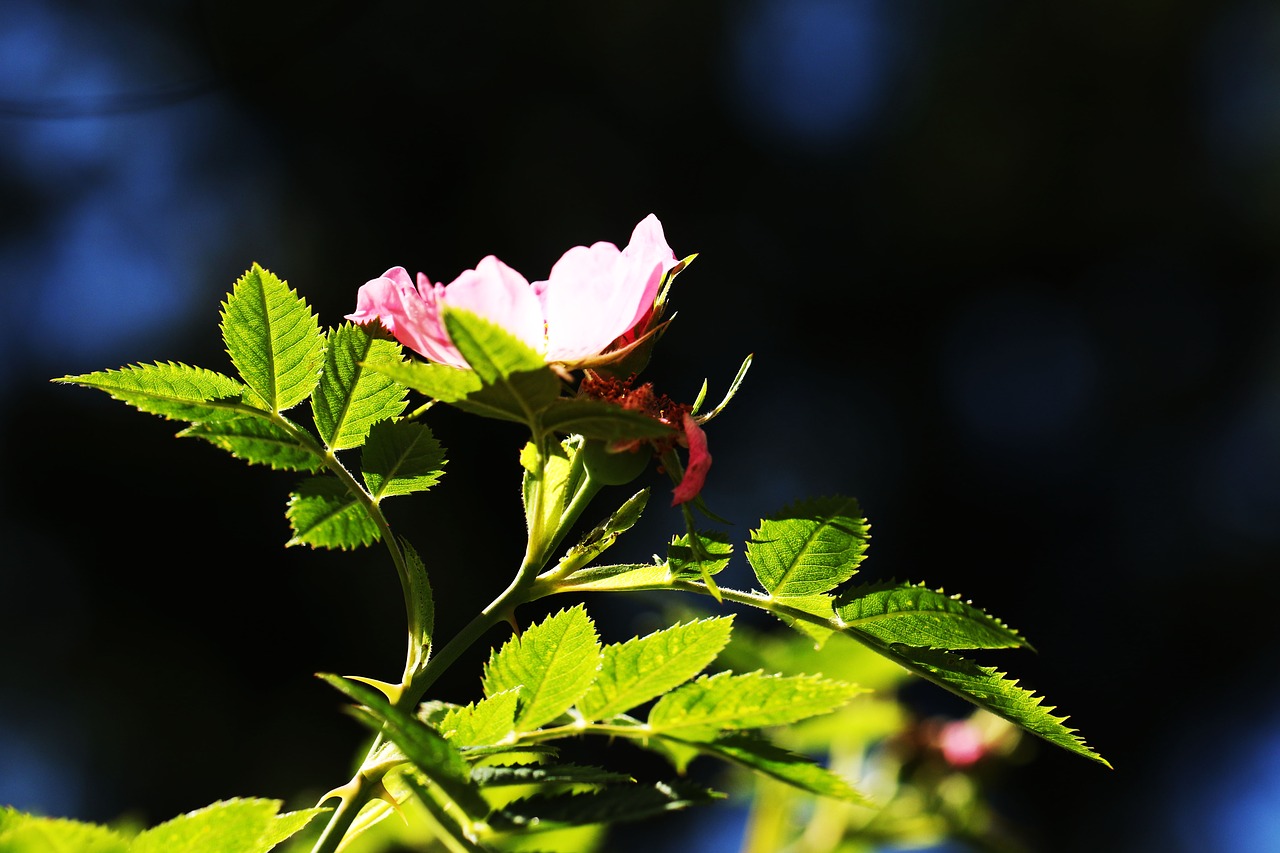 flower nature summer free photo