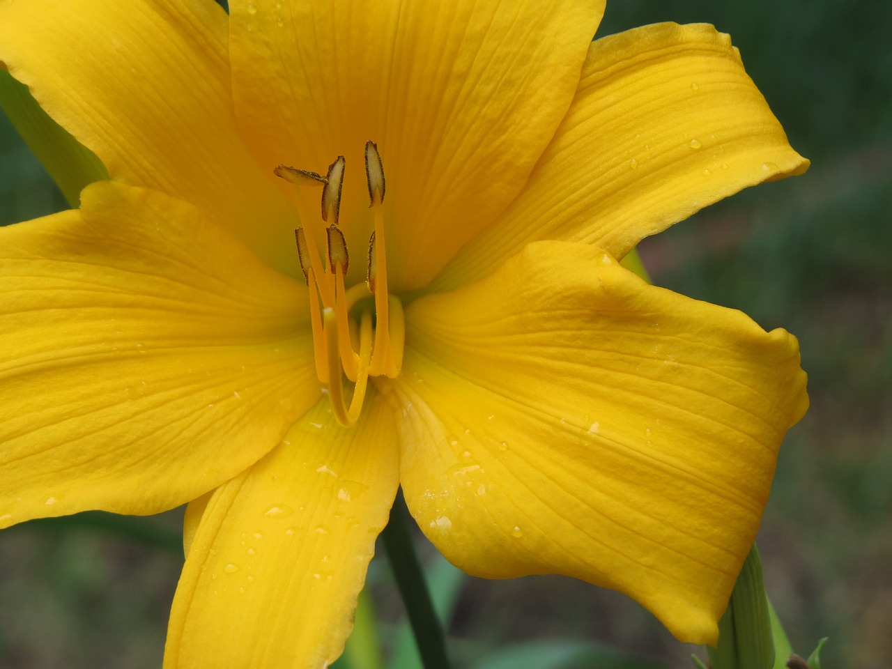 flower yellow close up free photo