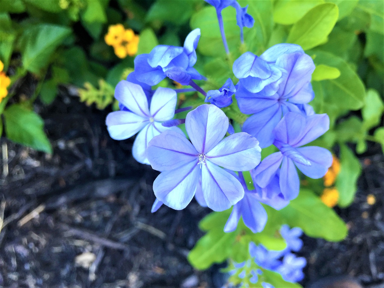 flower blue green free photo