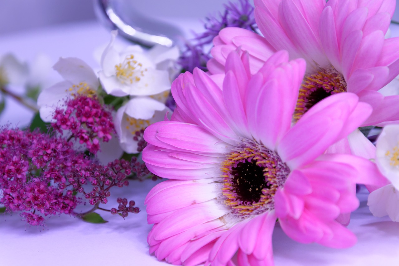 flower gerbera jasmin free photo