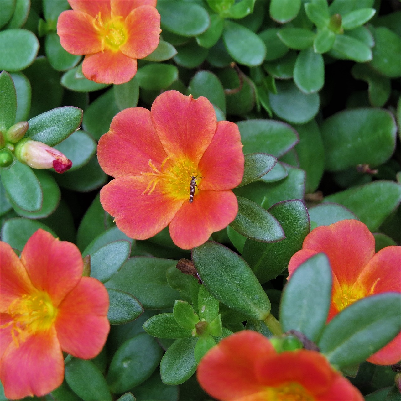 flower yellow rust free photo