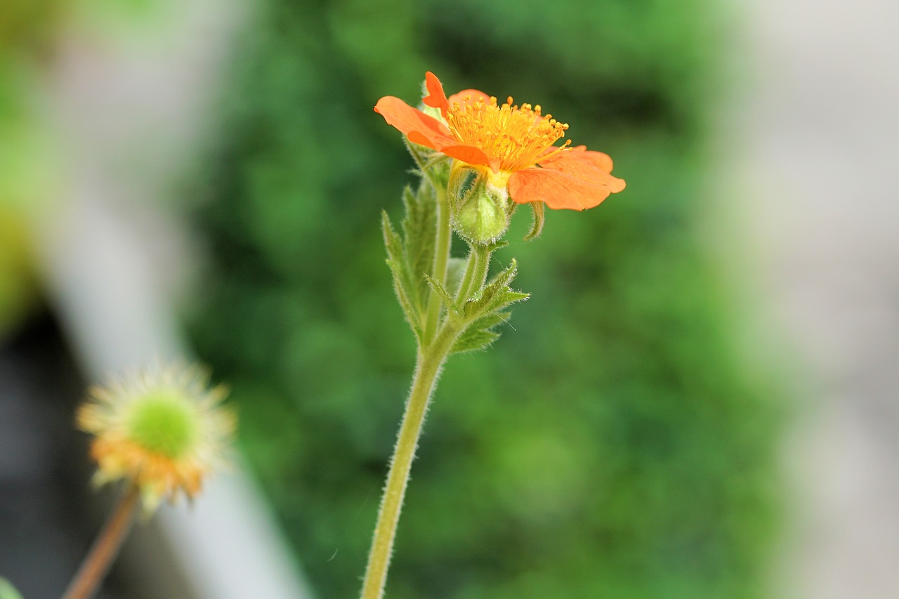 flower blossom bloom free photo