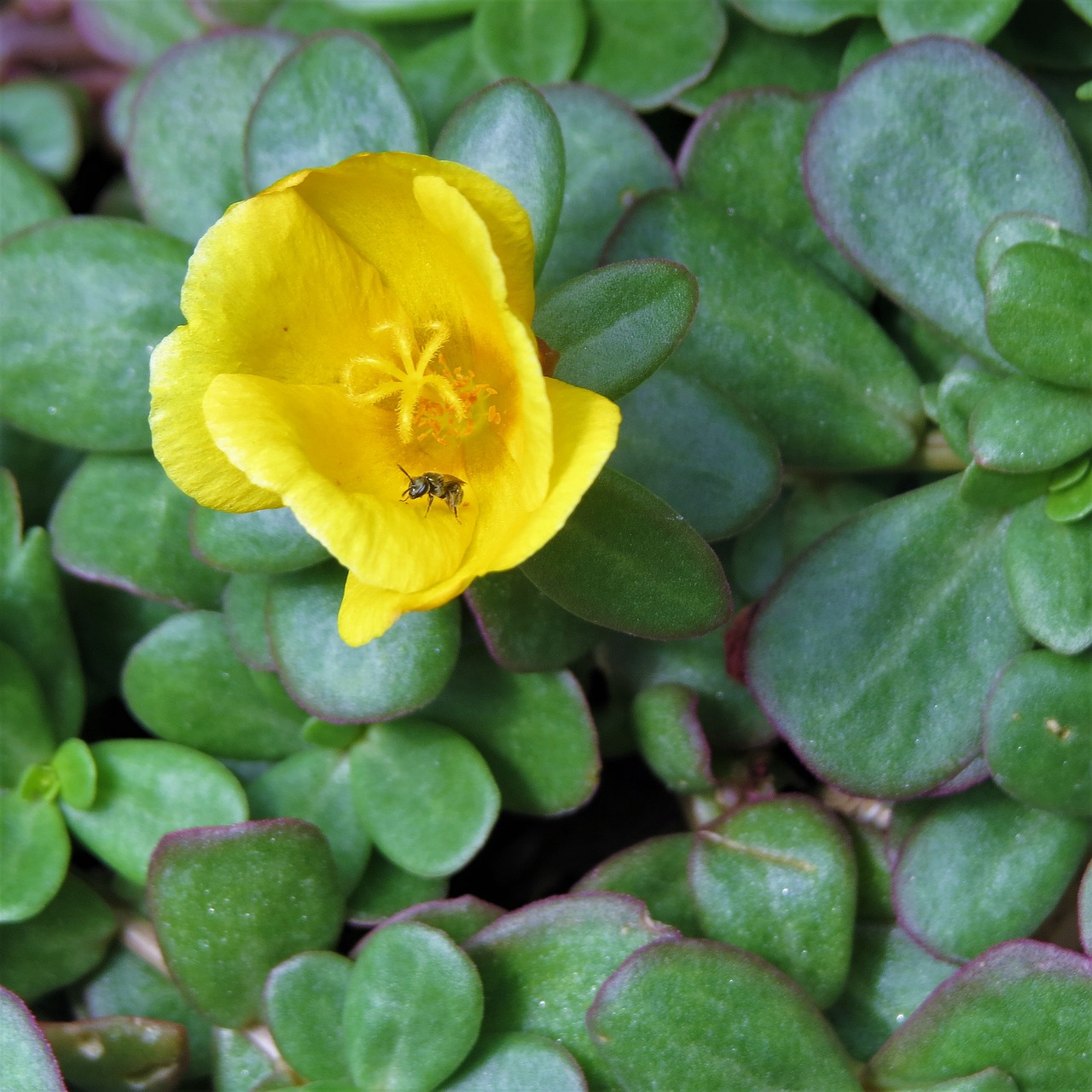 flower yellow orange free photo